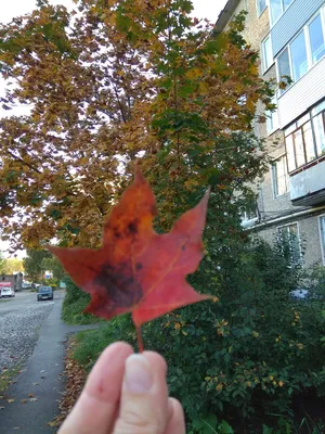 Листья Клена Осенью — стоковые фотографии и другие картинки Fernleaf Полная  Луна Maple - Fernleaf Полная Луна Maple, Белый фон, Вертикальный - iStock