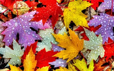 Скрапбукинг листья клен осень для свадьбы Листья осень Искусственные цветы  50 шт. | AliExpress