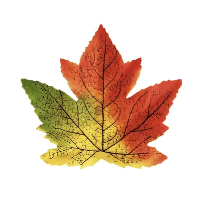 Листья клена осени сухие на белой предпосылке Стоковое Изображение -  изображение насчитывающей естественно, пуща: 45478309