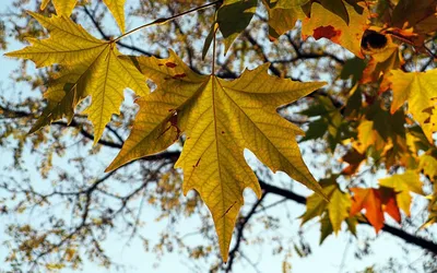 Листья клена осенью - Фотография - PerfectStock