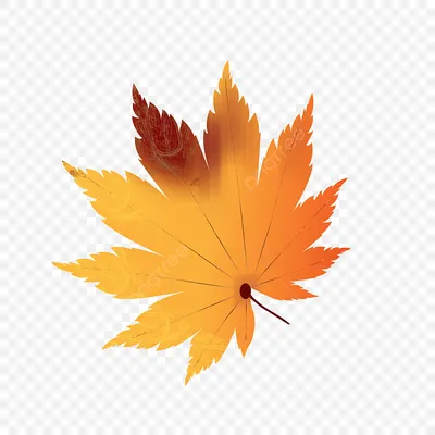 Maple Tree Сад Осенью. Красные Листья Клена Осенью. Фотография, картинки,  изображения и сток-фотография без роялти. Image 69447065
