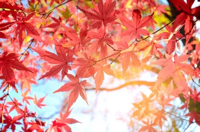 Осенние листья | Листья, Осенние листья, Осень