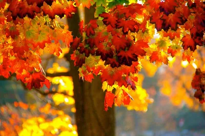 Цвета осенних листьев — Википедия