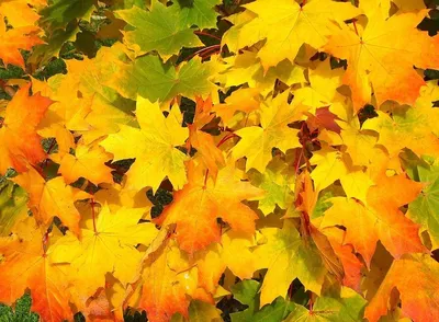осенью желто зеленый кленовый лист лежит на мокром асфальте Stock Photo |  Adobe Stock