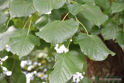 Зеленые листья липы на белой предпосылке Стоковое Фото - изображение  насчитывающей природа, вырез: 54000850