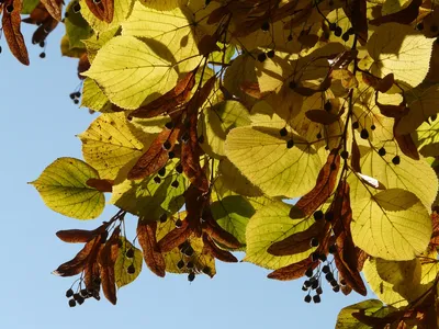 Липа крупнолистная (Tilia platyphyllos)