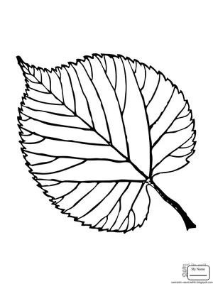 Листья Липы Желтый - Бесплатное фото на Pixabay - Pixabay