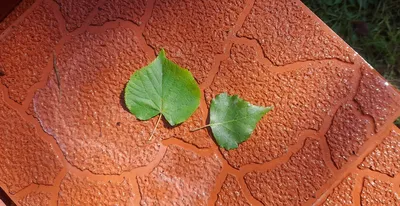 Липа мелколистная (Tilia cordata)