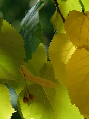Листья липы - Савасерлин. Смотреть и видеть. Сайт фотоманьяка.