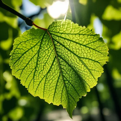 Искусственные листья липы для растений, 12 шт. | AliExpress