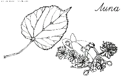 Листья липы весны стоковое изображение. изображение насчитывающей листья -  53712409