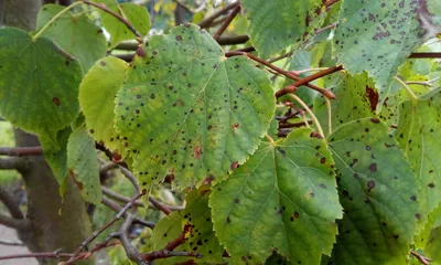 Липа монгольская (Tilia mongolica) - PictureThis