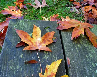 Липа крупнолистная (Tilia platyphyllos)