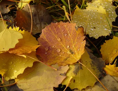 Бесплатные Осенние листья тополя стоковые фотографии | FreeImages