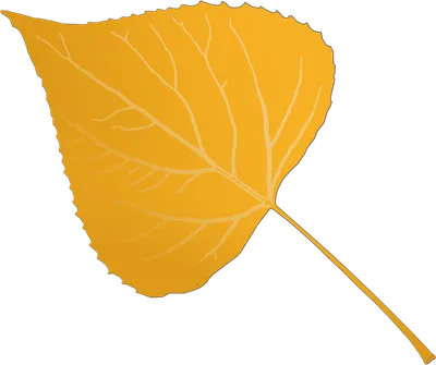 Листья Тополя Падение - Бесплатное фото на Pixabay - Pixabay