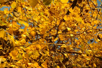 Листья тополя осенью (Много фото) - treepics.ru
