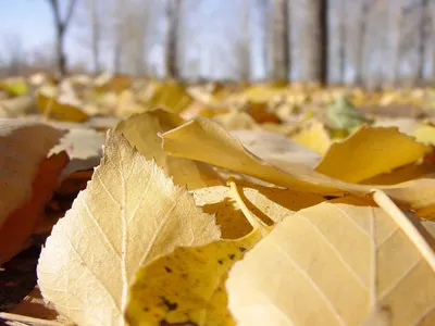 Цвет листьев тополя осенью - фото и картинки: 45 штук