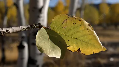 тополь листьев осени стоковое фото. изображение насчитывающей тополь -  11043018