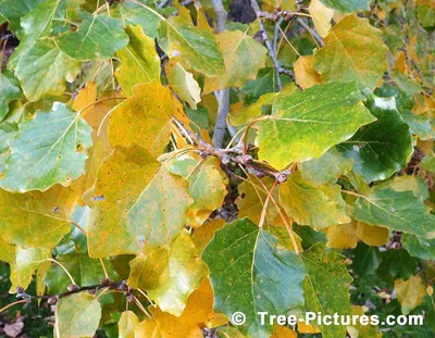 Деревья тополя осенью стоковое фото. изображение насчитывающей желтый -  205571304