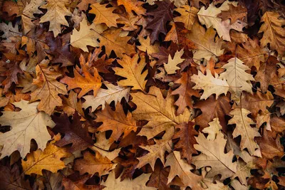 Листья тополя осенью - фото и картинки: 61 штук