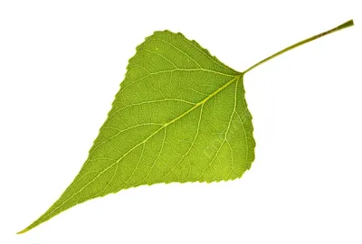 Текстурный фон из упавших листьев тополя Осенью Стоковое Фото - изображение  насчитывающей листво, вяз: 159302146