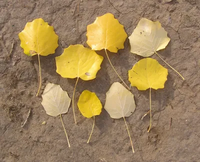 Листья тополя осенью фото фотографии