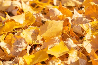 белизна тополя листьев Backgroun осени красная Стоковое Фото - изображение  насчитывающей листво, макрос: 25304272