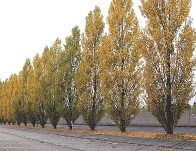 коричневый осиновый лист висит на ветке осенью, изображение листа тополя,  тополь, дерево фон картинки и Фото для бесплатной загрузки