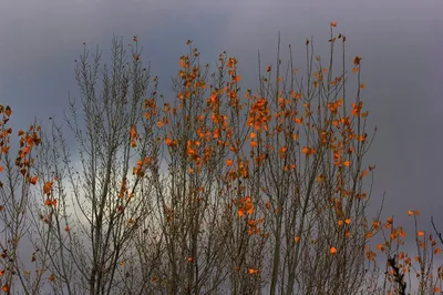 Текстурный фон из упавших листьев тополя Осенью Стоковое Изображение -  изображение насчитывающей бобра, красивейшее: 156398731