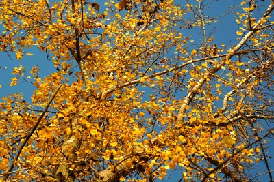 Листья тополя осенью - 42 фото
