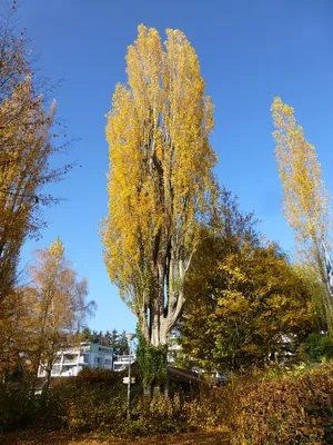 Желтый лист тополя осенью в руке на фоне леса Стоковое Фото - изображение  насчитывающей померанцово, желтый: 196968412