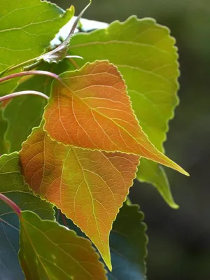 Картинки осенние листья тополя (62 фото) » Картинки и статусы про  окружающий мир вокруг