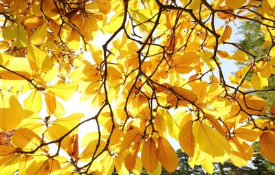 Текстурный фон из упавших листьев тополя Осенью Стоковое Фото - изображение  насчитывающей золотисто, октябрь: 159301870