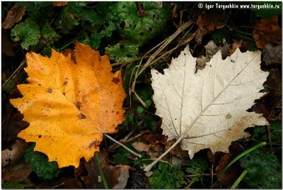 Падающие листья тополя осенью Фон И картинка для бесплатной загрузки -  Pngtree