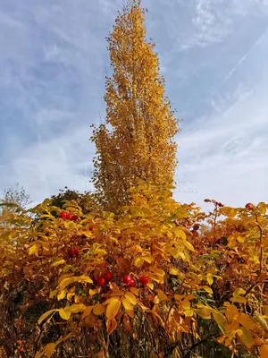 Огромные листья тополя стоковое фото. изображение насчитывающей тополь -  74932414