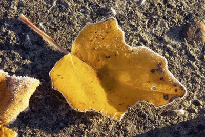 Тюльпан Дерево, Американский Тюльпан Дерево, Tuliptree, Tulip Тополь,  Желтая Тополя Осенью Фотография, картинки, изображения и сток-фотография  без роялти. Image 12970817