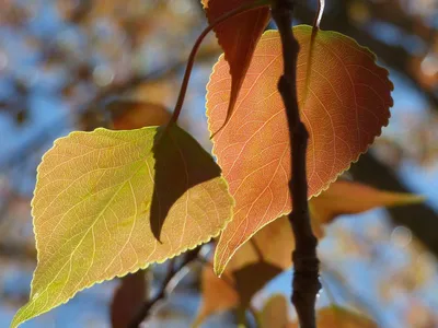 Почему осенью листья деревьев меняют цвет? | Зеленый мир | Дзен