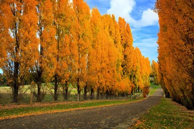 ФотоБлог Торгачкин Игорь Петрович © Igor Torgachkin: Тополь белый,  серебристый / Populus alba