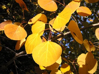 Листья тополя осенью - фото и картинки: 61 штук