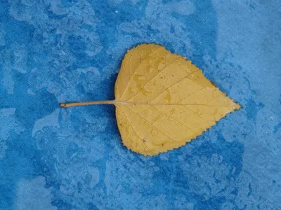 Листья осины осенью (Множество фото) - treepics.ru