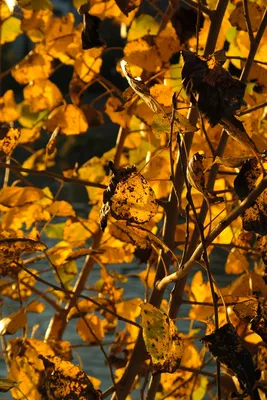 Желтые листья осени на хворостине тополя Стоковое Фото - изображение  насчитывающей одиночно, взорвать: 79006594