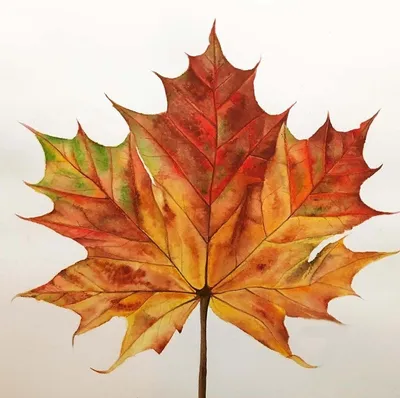 Осенний листок клена - 54 фото