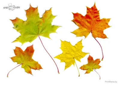 Красивые осенние листья клена - ПринтМания