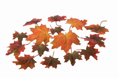 Листья клена: смена цвета и формы в течение осени» — создано в Шедевруме