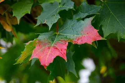 осенние листья клена зеленые PNG , осень, зеленый, сезонный PNG рисунок для  бесплатной загрузки