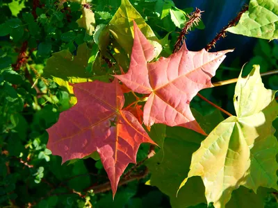 Осенний желтый листок клена с вырезанным сердцем в руке против голубого  неба на закате, вертикально Стоковое Изображение - изображение  насчитывающей свет, сезон: 160211591