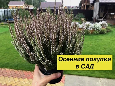 Любимый сад - YouTube