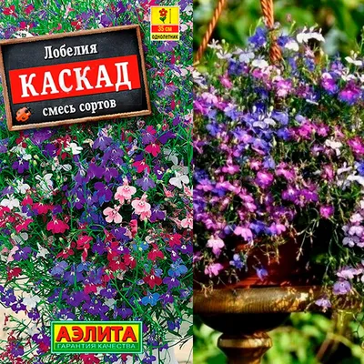 Семена Lobelia Sapphire - Лобелия pendula - 6400 семян - Lobelia pendula -  семена – Garden Seeds Market | Бесплатная доставка