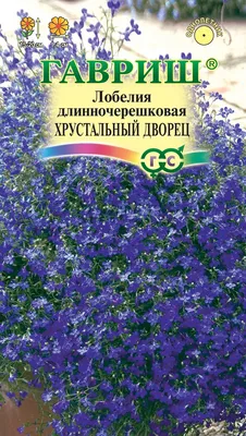 Лобелия ампельная в горшке 0,5 л - купить в Москве в интернет-магазине