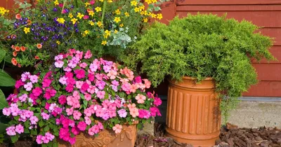 Лобелия \"Lobelia\" в балконном ящике - купить саженцы из питомника в Москве  и Московской области по доступной цене | ЦентроСад